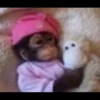 macaquinhos 13
