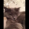Pussy 6