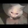 Pussy 7