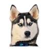 HuskyPlanet 5