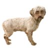 Honey Pets 9