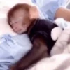 macaquinhos 14
