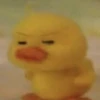 mofy duck 25