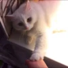Pussy 8