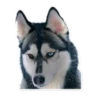 HuskyPlanet 6
