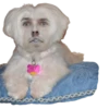 Honey Pets 10
