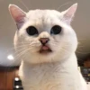 Pussy 9