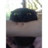 Pussy 10