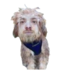 Honey Pets 11