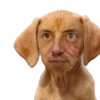 Honey Pets 12