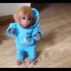 macaquinhos 15