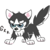 Husky 11