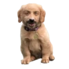 Honey Pets 13