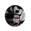 HuskyPlanet 7