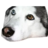 HuskyPlanet 8