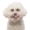Honey Pets 14