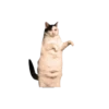 Honey Pets 15