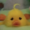 mofy duck 29