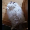Pussy 11