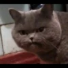 Pussy 12