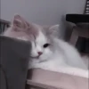 kittenss 5