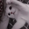 kittenss 6