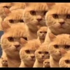 KUCINGNYA 5
