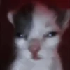 kittenss 9