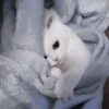 kittenss 10