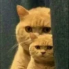 KUCINGNYA 6
