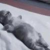 kittenss 11