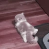 kittenss 13