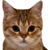 MeowMeowPack 5