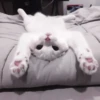 kittenss 14