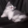kittenss 15