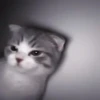 kittenss 16