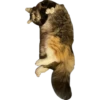 MeowMeowPack 6