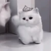 kittenss 17