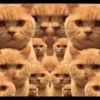 KUCINGNYA 7