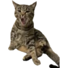 MeowMeowPack 7