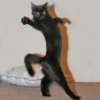 KUCINGNYA 8