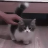 kittenss 18