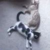 kittenss 19