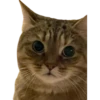 MeowMeowPack 8