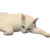 MeowMeowPack 9