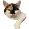 MeowMeowPack 10