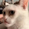 KUCINGNYA 10