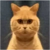 KUCINGNYA 11