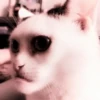 KUCINGNYA 12