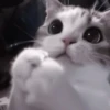 kittenss 20
